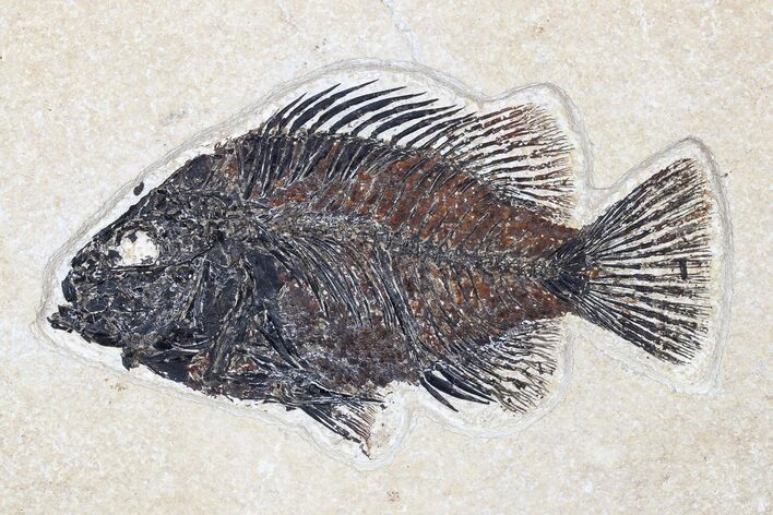 Fossil Fish (Cockerellites) - Green River Formation #179212